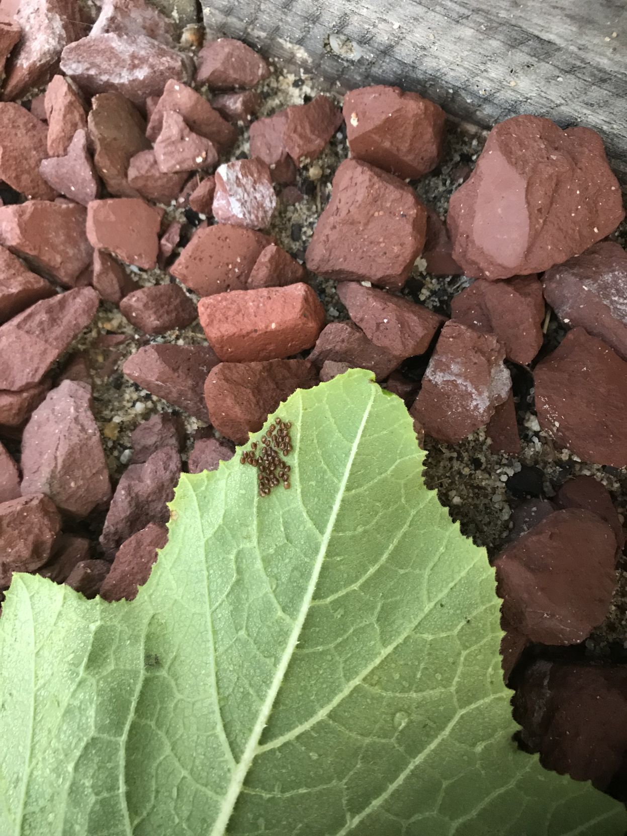 Squash bug nymphs